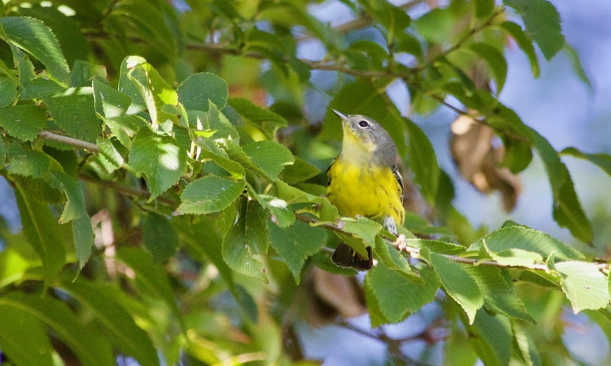 Magnolia Warbler - Loyan Beausoleil