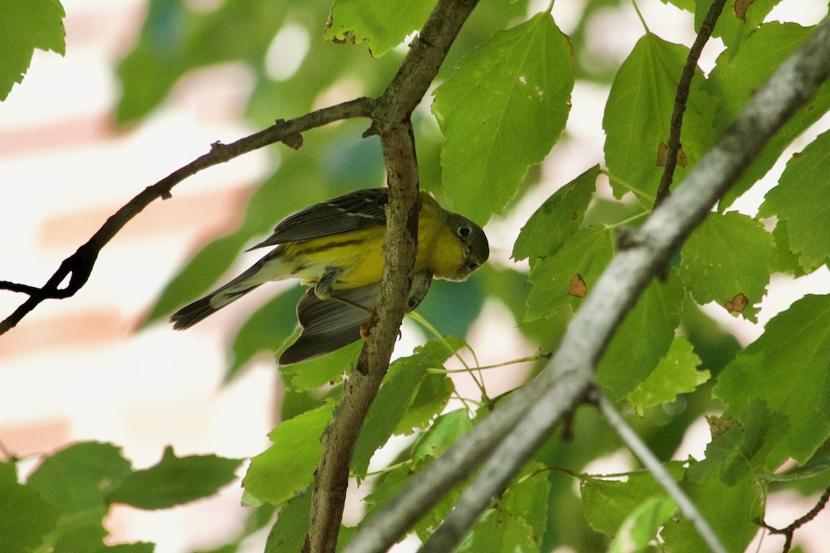 Magnolia Warbler - Loyan Beausoleil