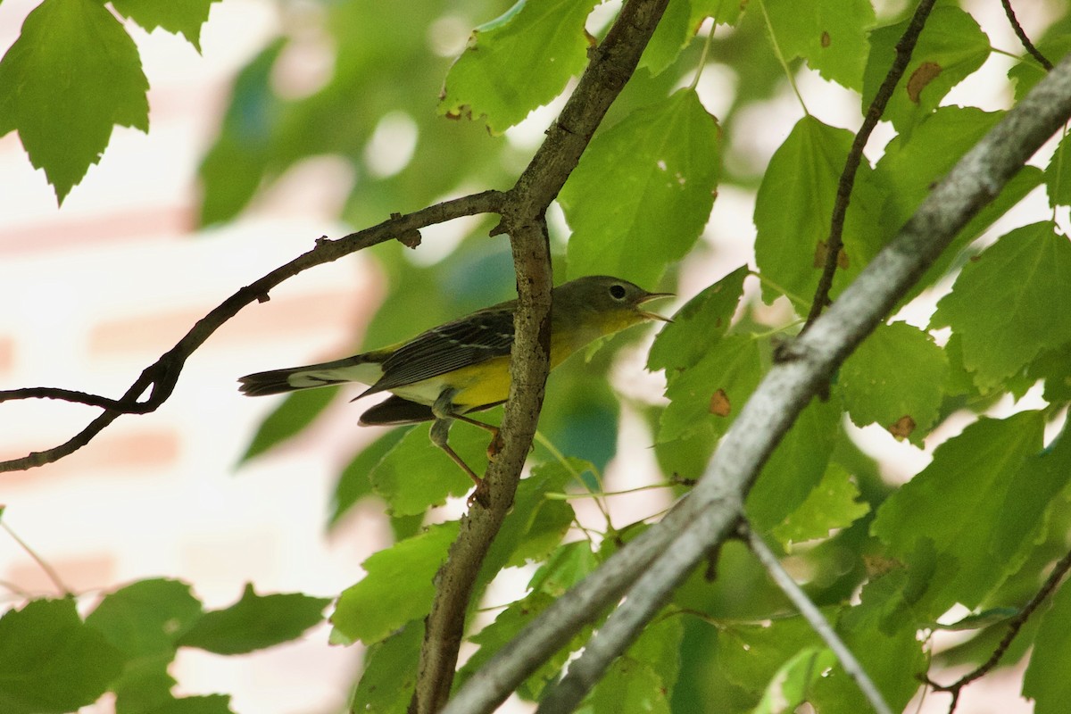 Magnolia Warbler - Loyan Beausoleil