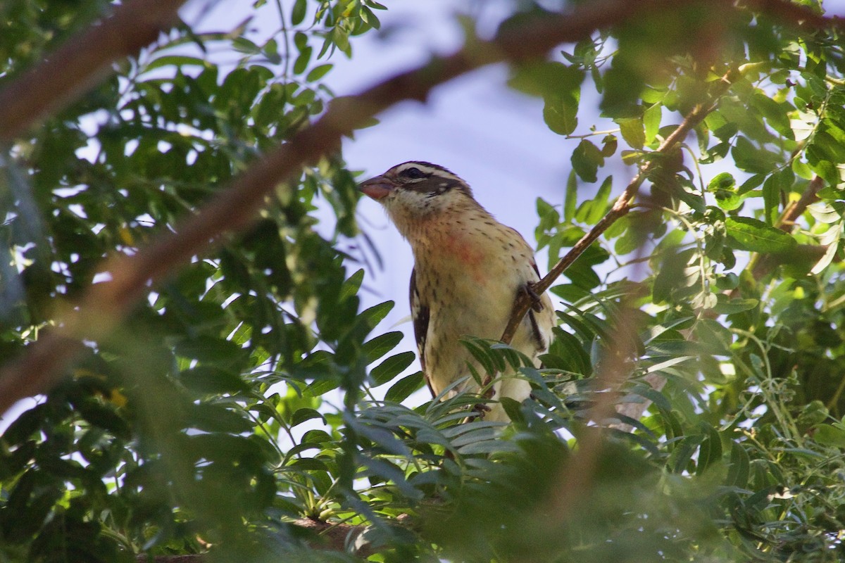 Rose-breasted Grosbeak - ML610058245