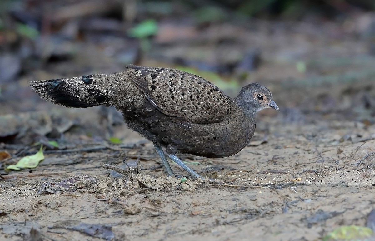 Malayan Peacock-Pheasant - sheau torng lim