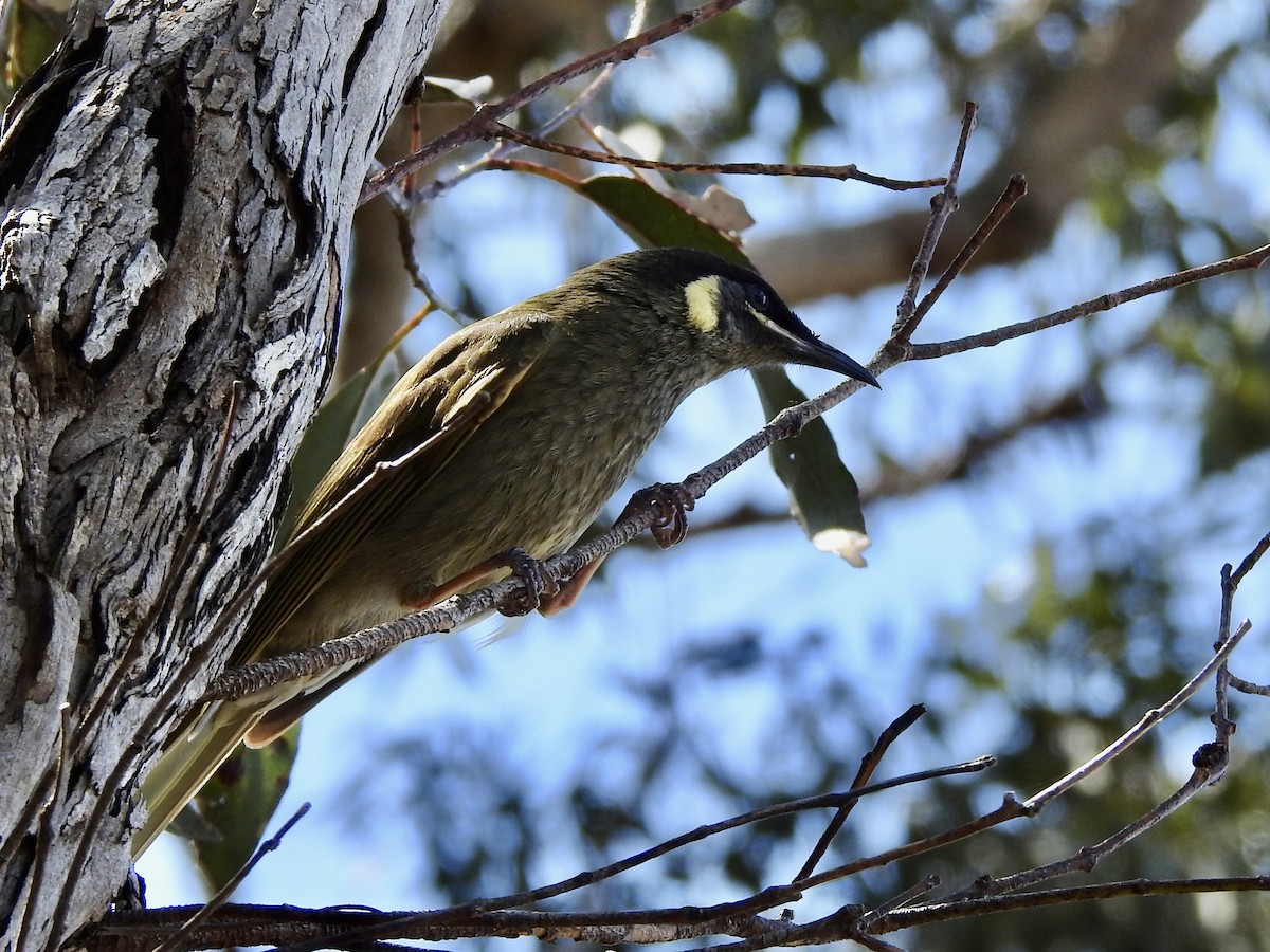 Yellow-faced Honeyeater - ML610058290