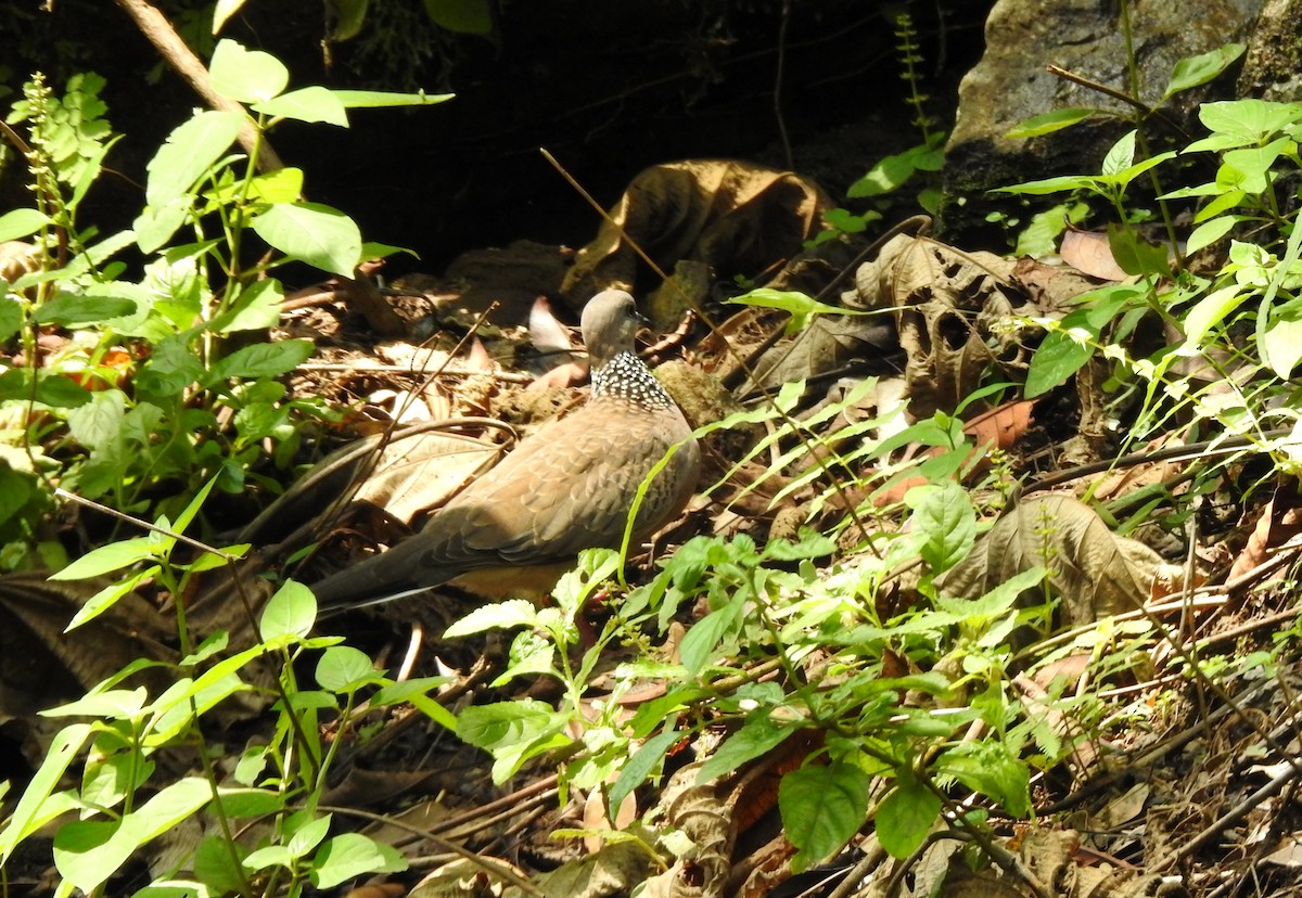 Spotted Dove - ML610058655