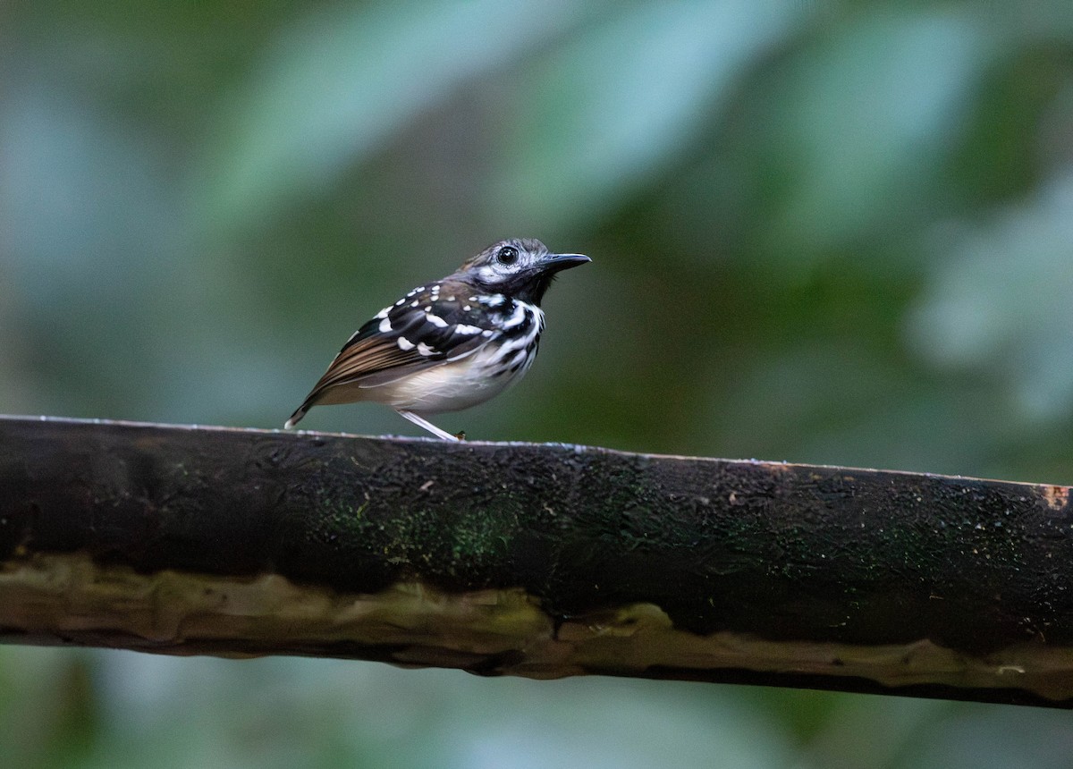 Dot-backed Antbird - ML610058696