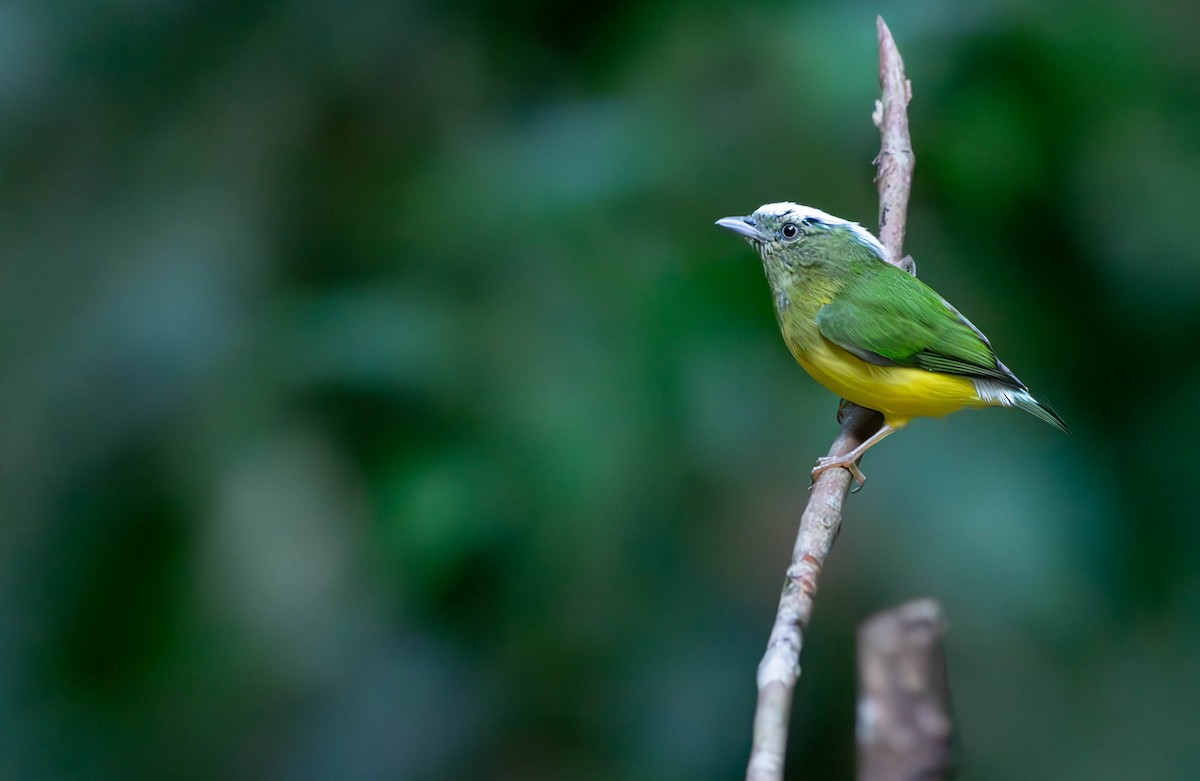 Snow-capped Manakin - ML610058709