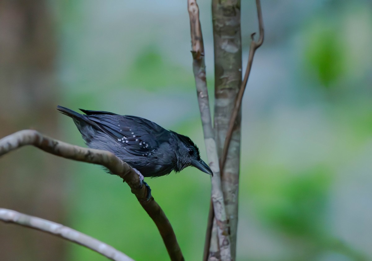 Spot-winged Antshrike - ML610058722