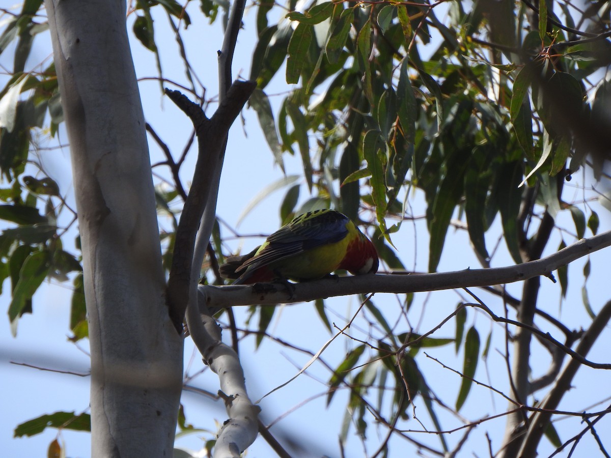 Eastern Rosella - DS Ridley