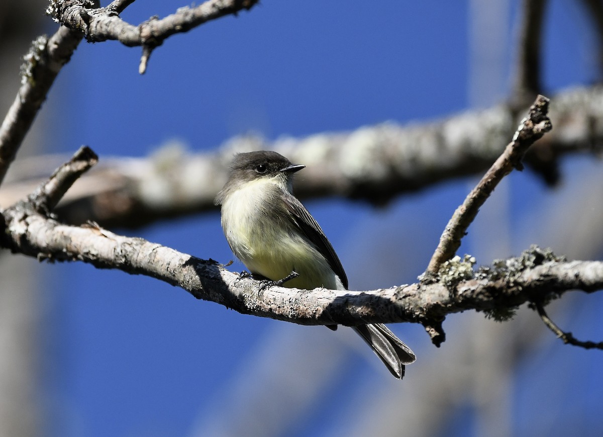 Eastern Phoebe - ML610058819