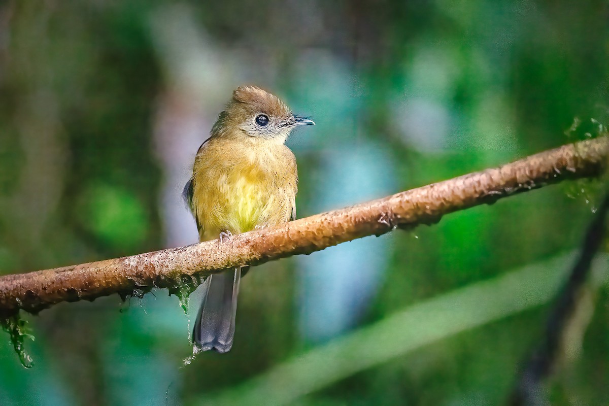 Tawny-breasted Flycatcher - ML610058881