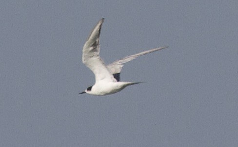 Common Tern - ML610058888