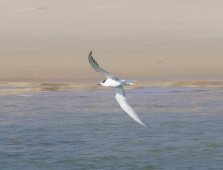 Common Tern - Rob Child