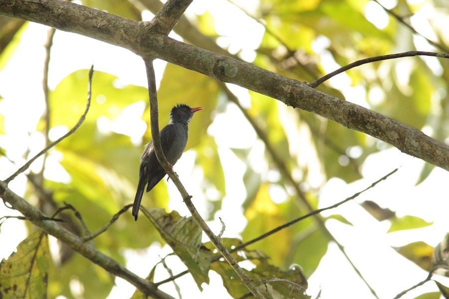 Square-tailed Bulbul (Sri Lanka) - ML610058948