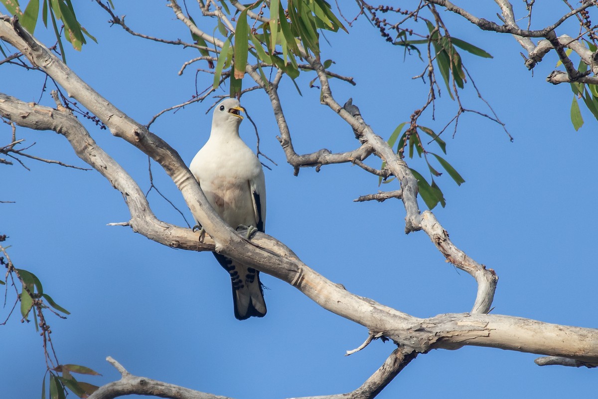 Torresian Imperial-Pigeon - Ramit Singal