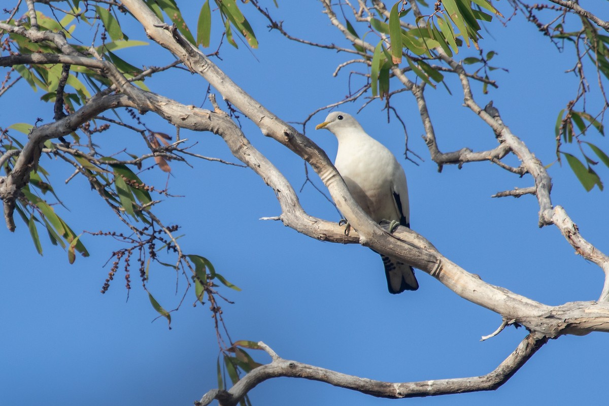 Torresian Imperial-Pigeon - Ramit Singal