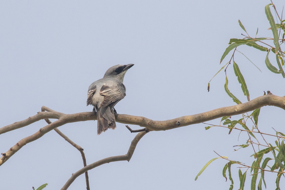 White-bellied Cuckooshrike - Ramit Singal