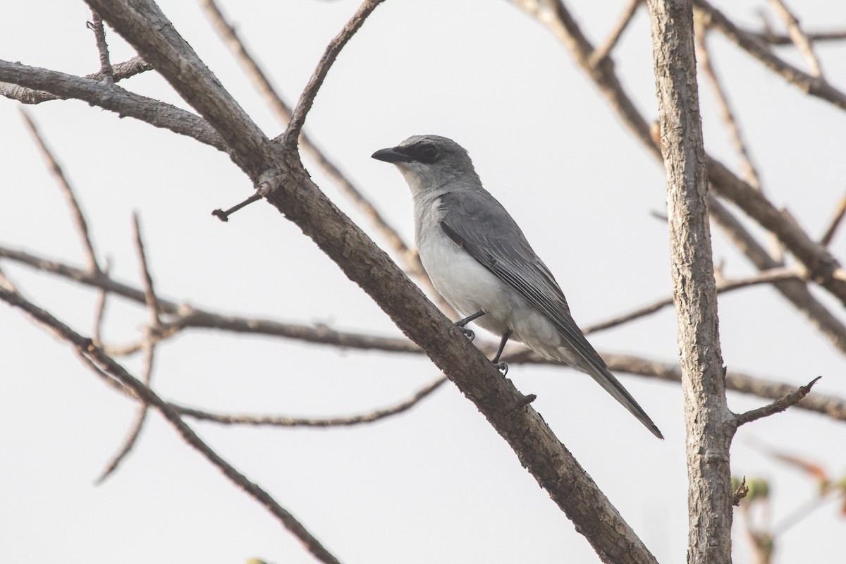 White-bellied Cuckooshrike - ML610058980