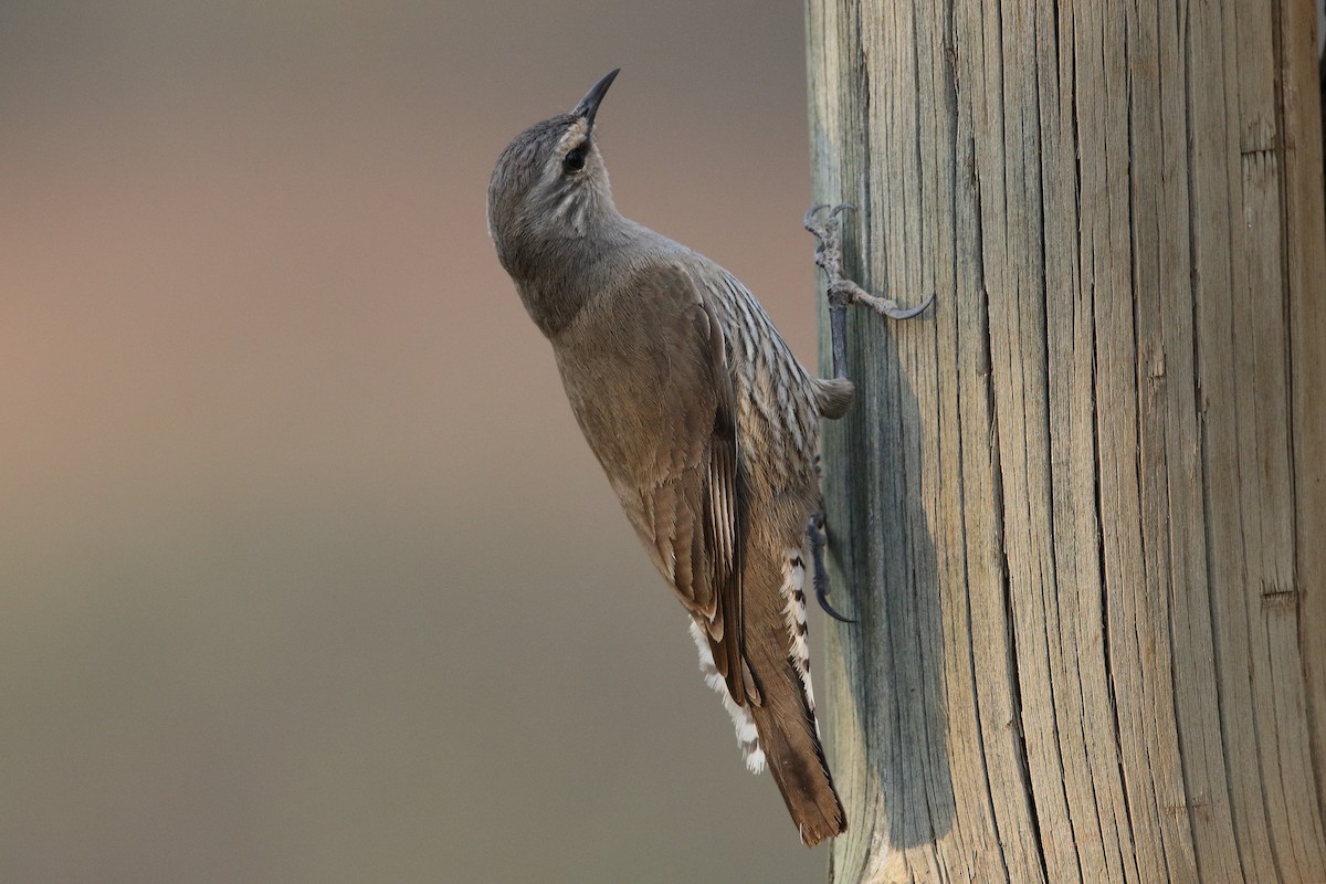 Brown Treecreeper - ML610059001