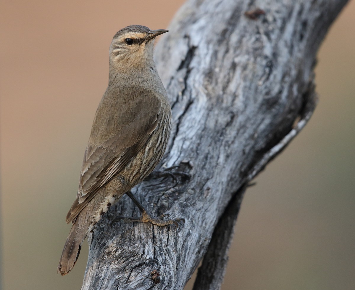 Brown Treecreeper - ML610059002