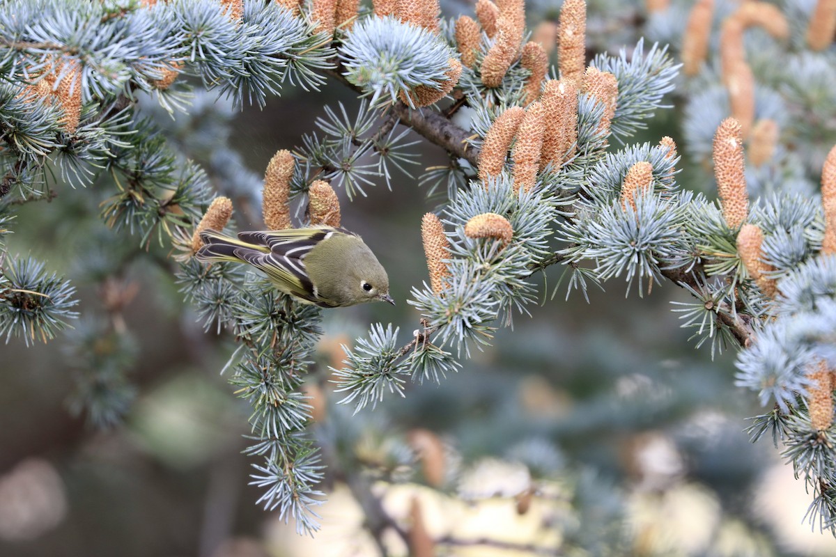 Ruby-crowned Kinglet - ML610059022