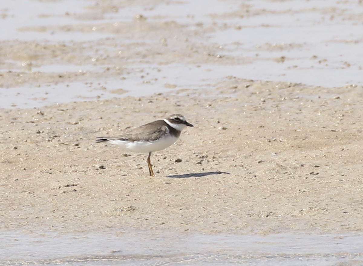 Common Ringed Plover - ML610059225