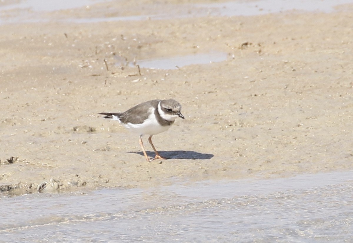 Common Ringed Plover - ML610059226