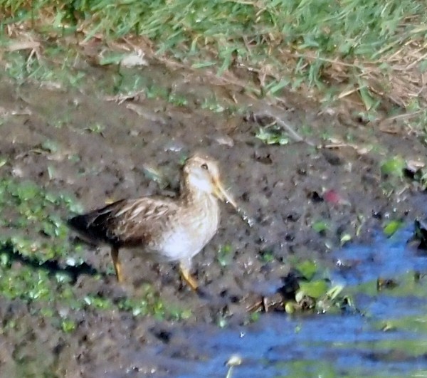 Latham's Snipe - ML610059283