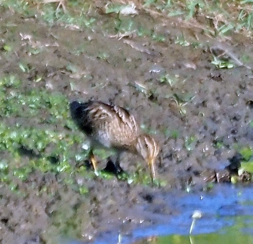 Latham's Snipe - ML610059288