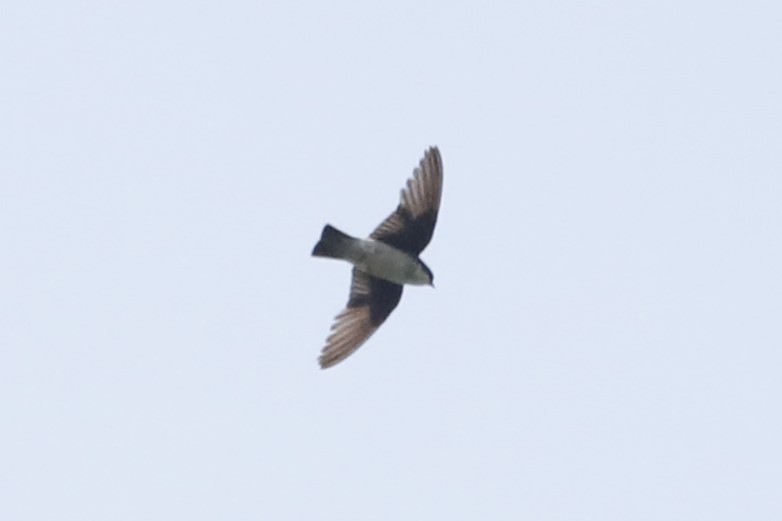 Asian House-Martin - ML610059586