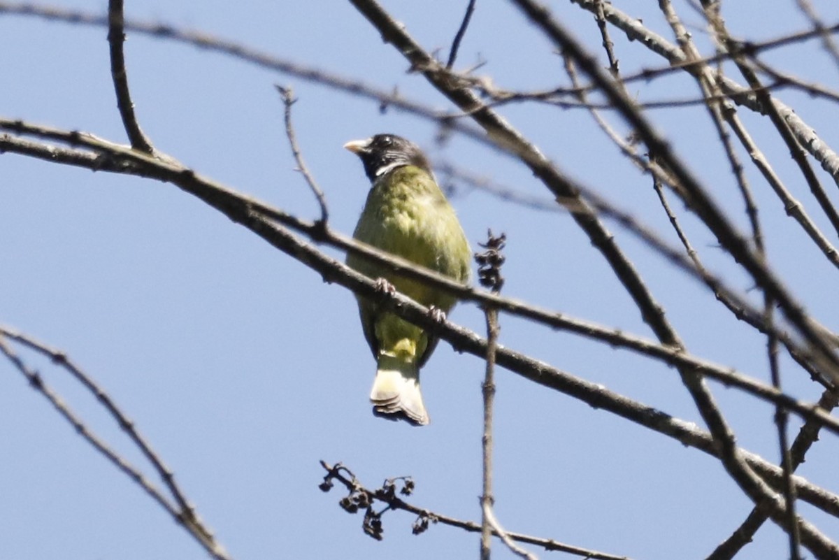 Collared Finchbill - ML610059588