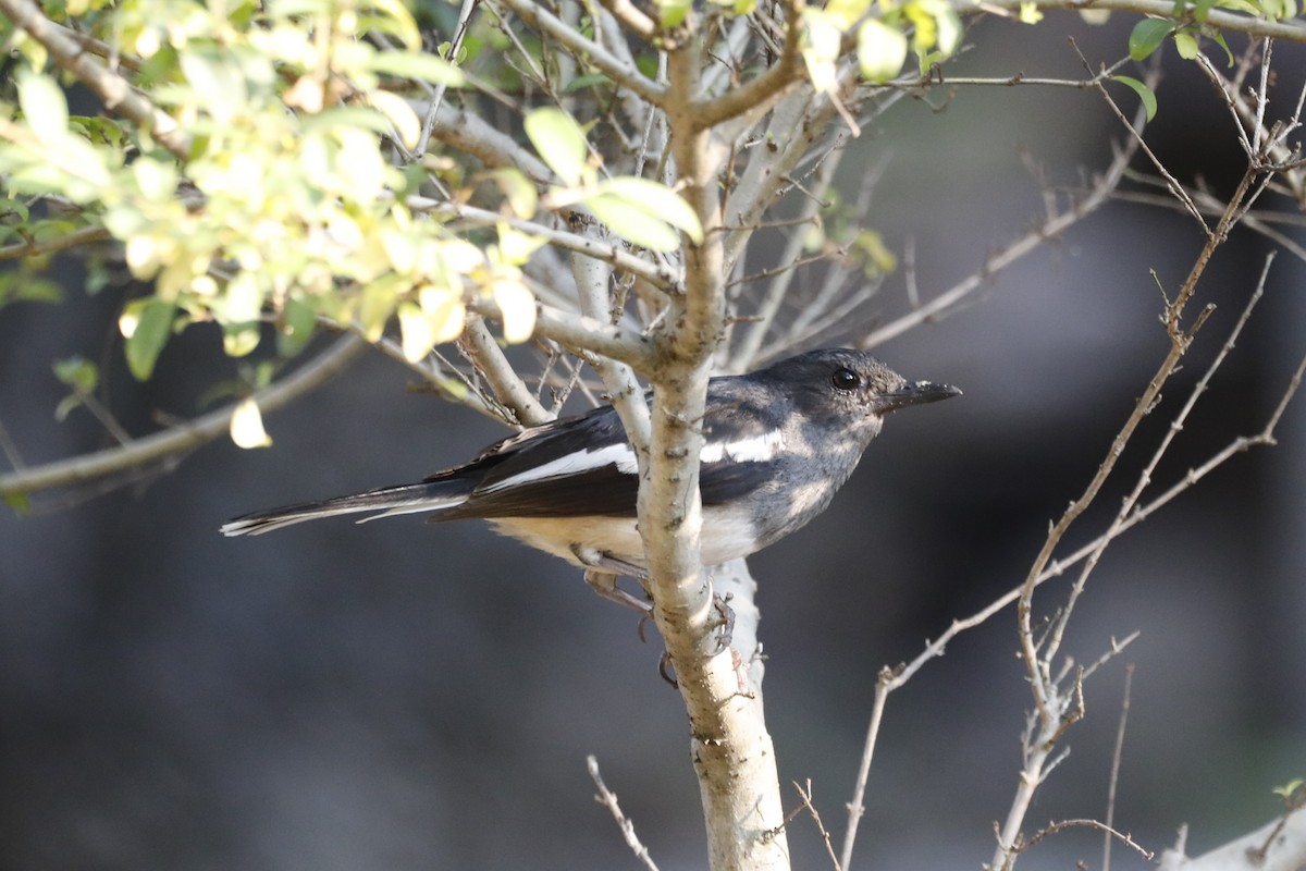 Oriental Magpie-Robin - ML610059592