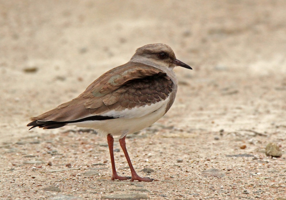 Andean Lapwing - ML61005961