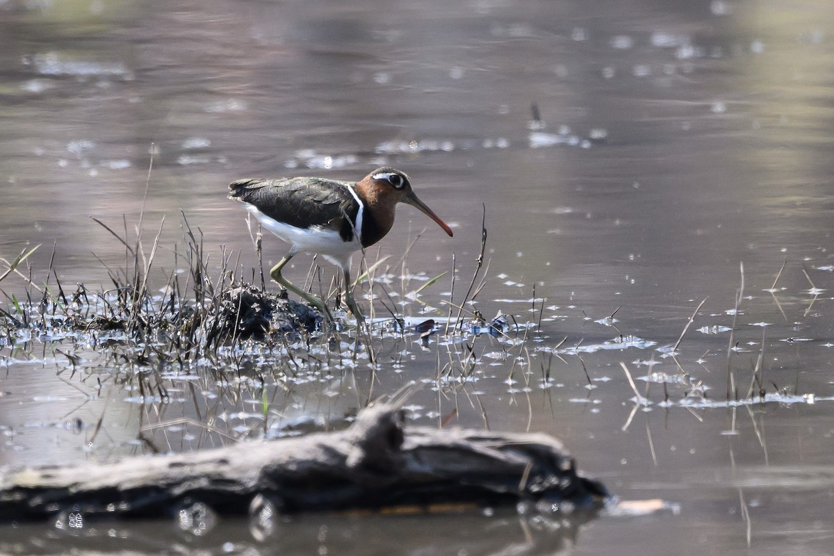 Greater Painted-Snipe - ML610059667