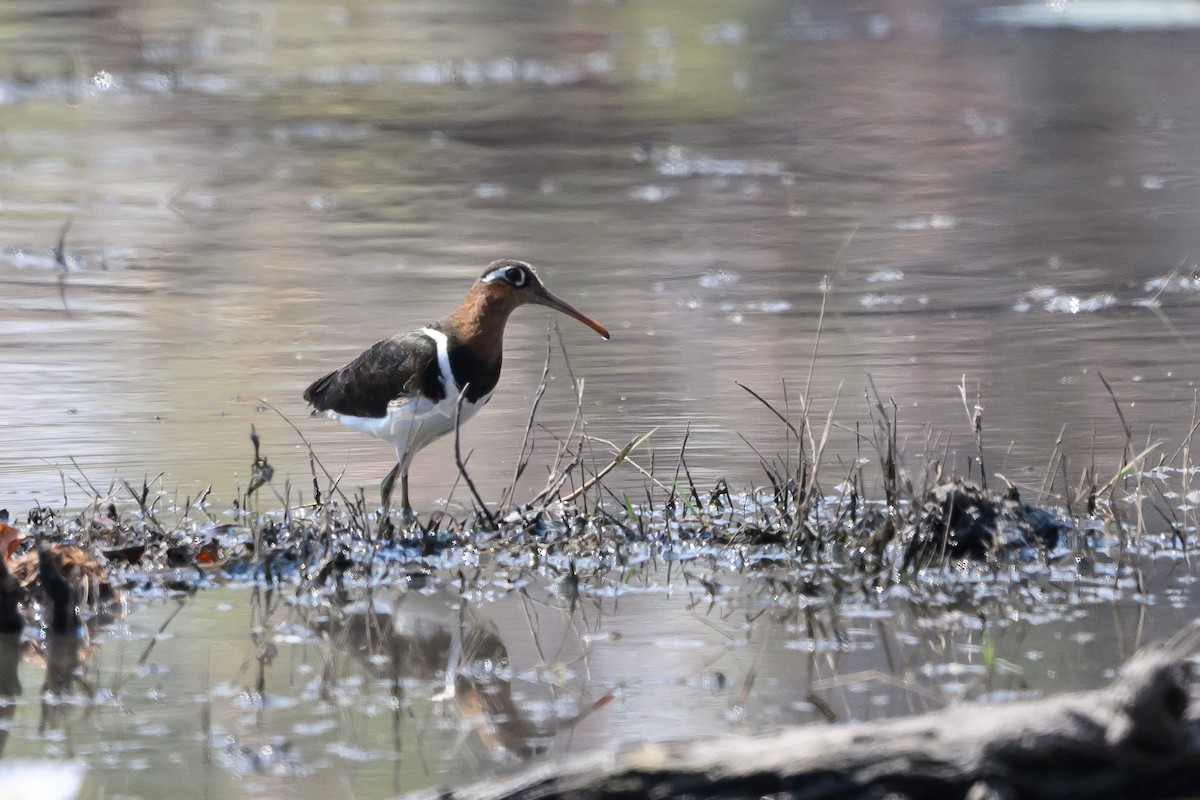 Greater Painted-Snipe - ML610059668