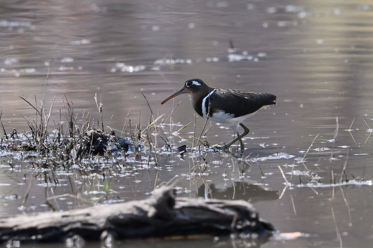 Greater Painted-Snipe - ML610059675