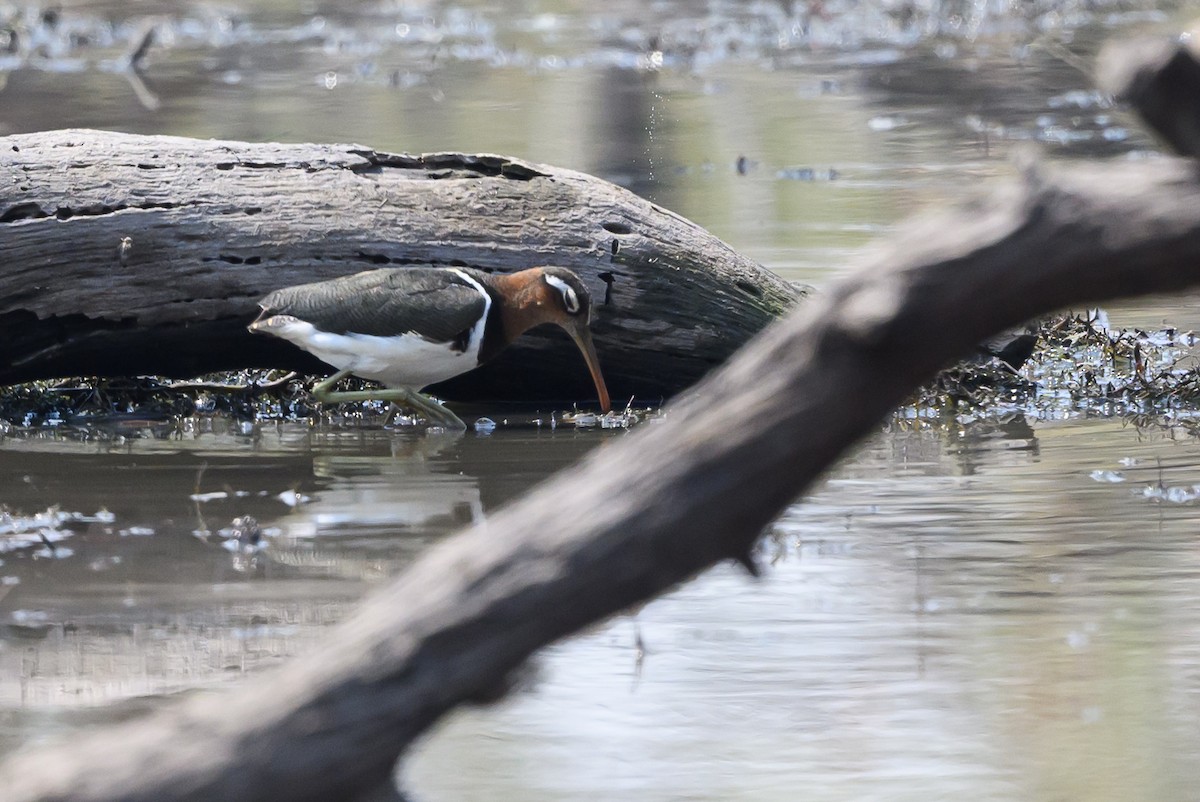 Greater Painted-Snipe - Stephen Davies