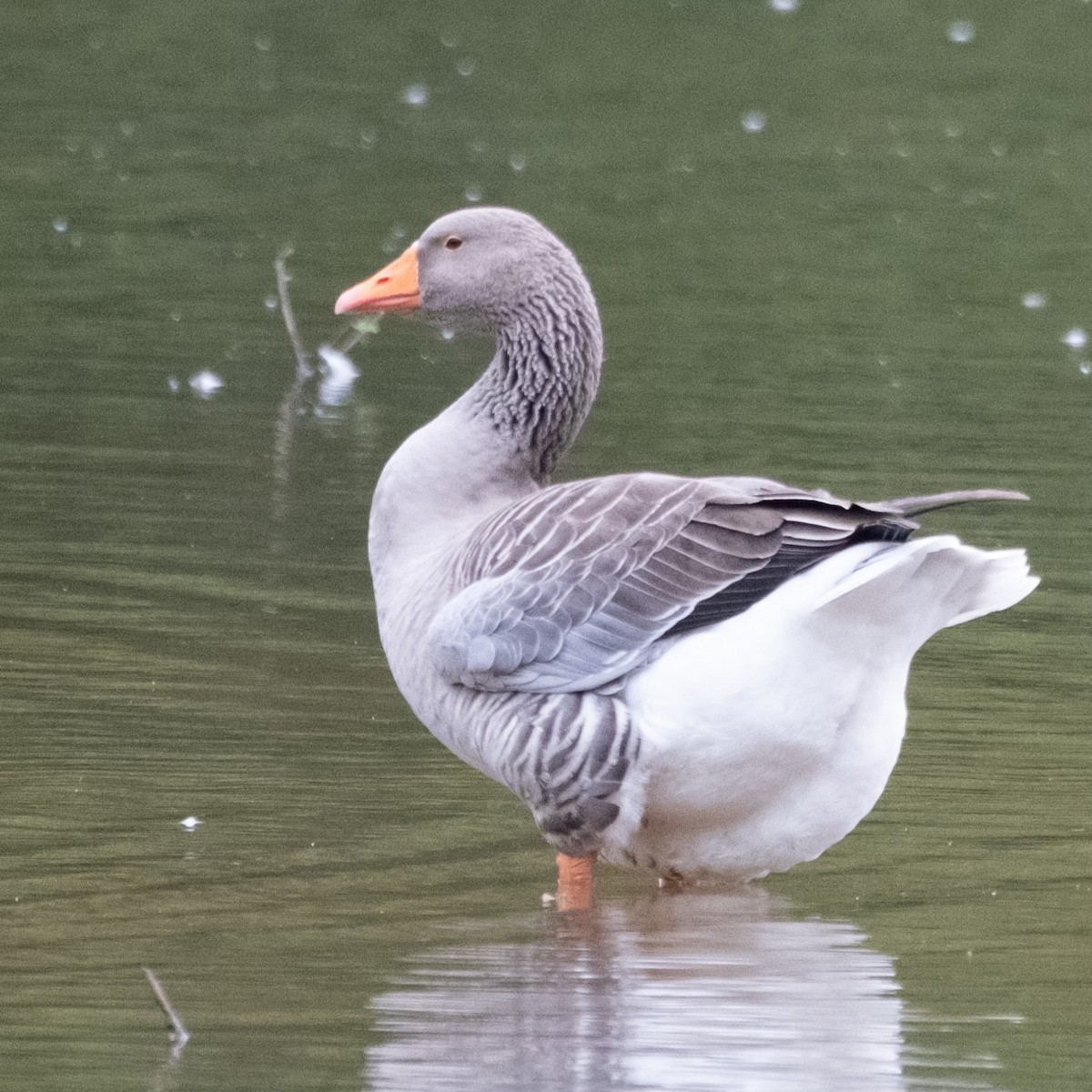 Graylag Goose (Domestic type) - ML610059710