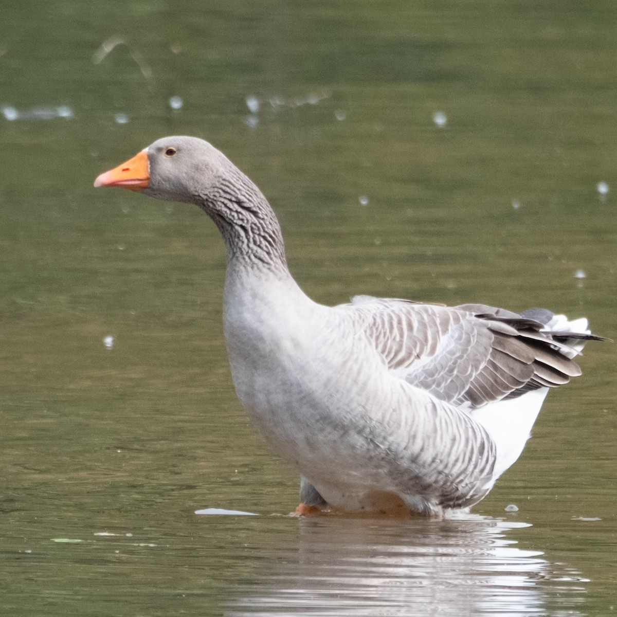 Graylag Goose (Domestic type) - ML610059711