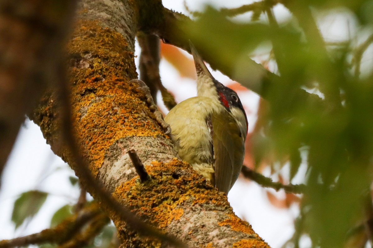 Eurasian Green Woodpecker - ML610059739