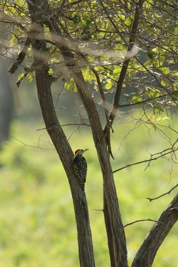 Yellow-crowned Woodpecker - ML610059785