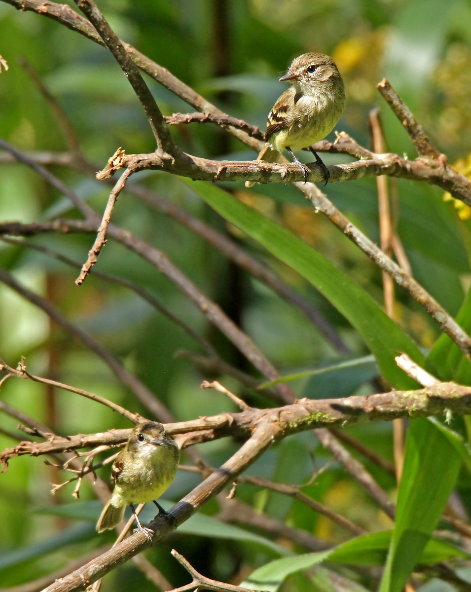 Olive-chested Flycatcher - ML61005991