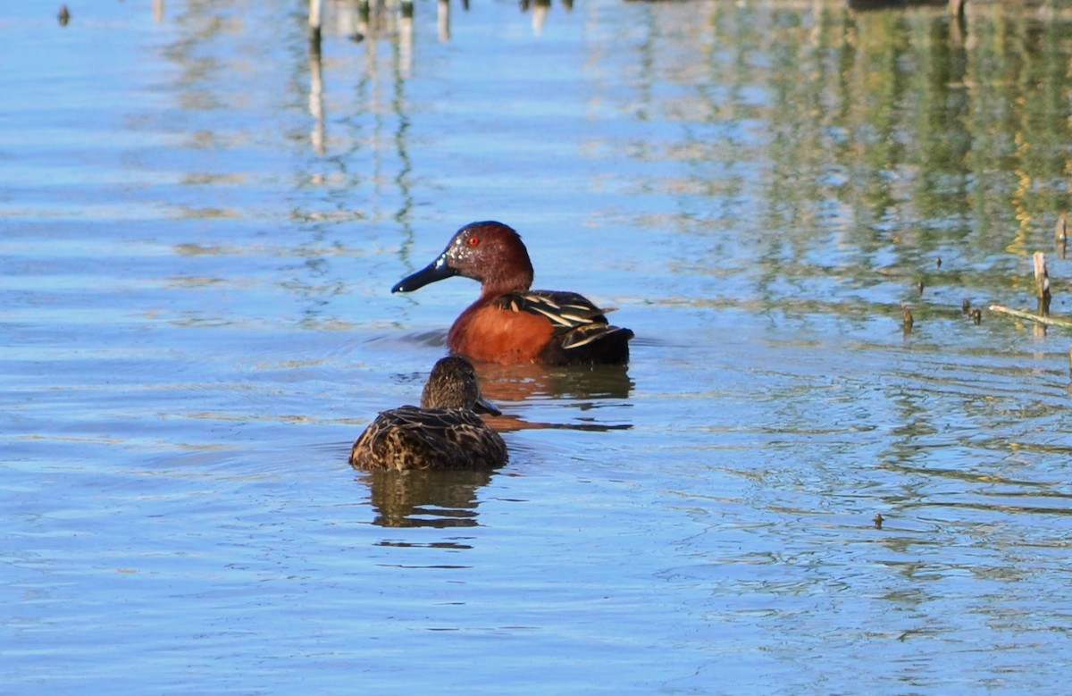 Cinnamon Teal - ML610059944