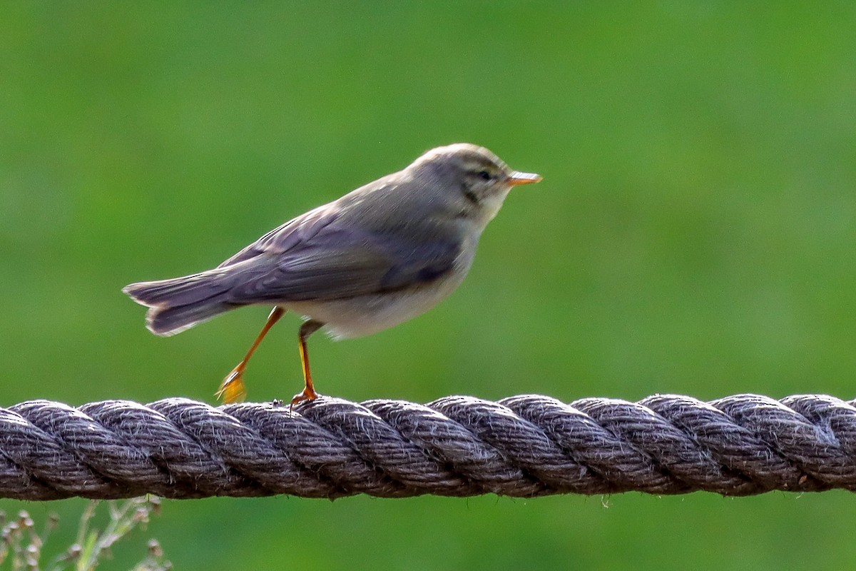 Willow Warbler/Common Chiffchaff - ML610059955