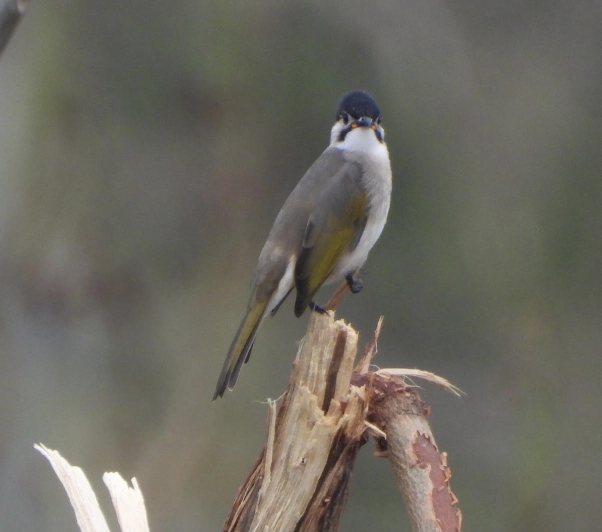 Bulbul de Taiwán - ML610059956