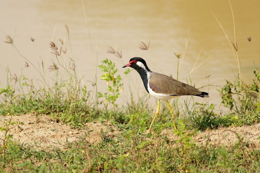 Red-wattled Lapwing - ML610059985