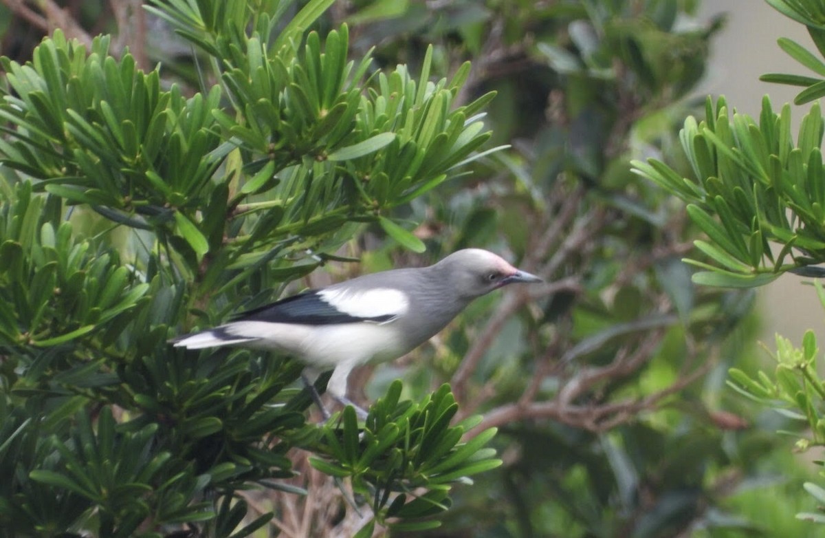 White-shouldered Starling - ML610060143