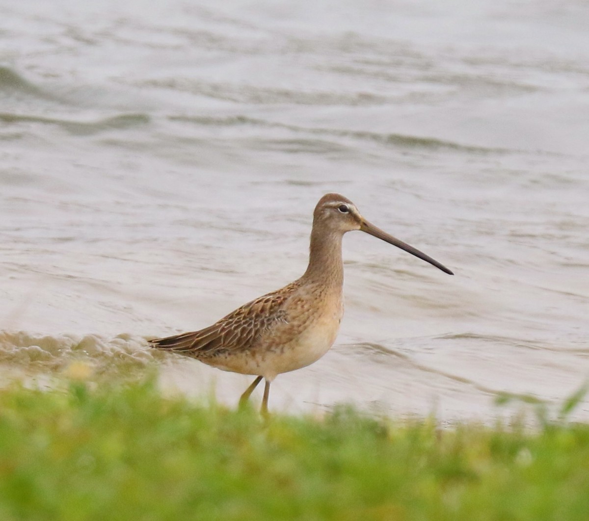 Long-billed Dowitcher - Phil Mills