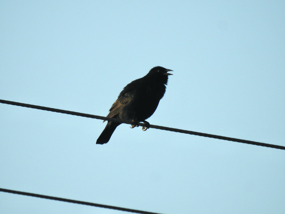 Chopi Blackbird - ML610060246