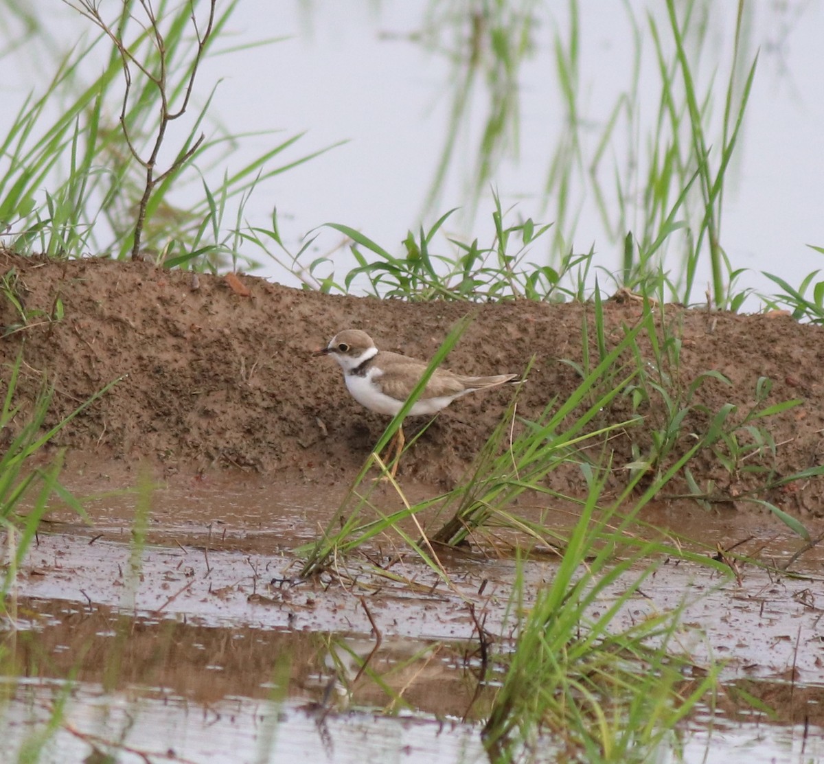 小環頸鴴 - ML610060295