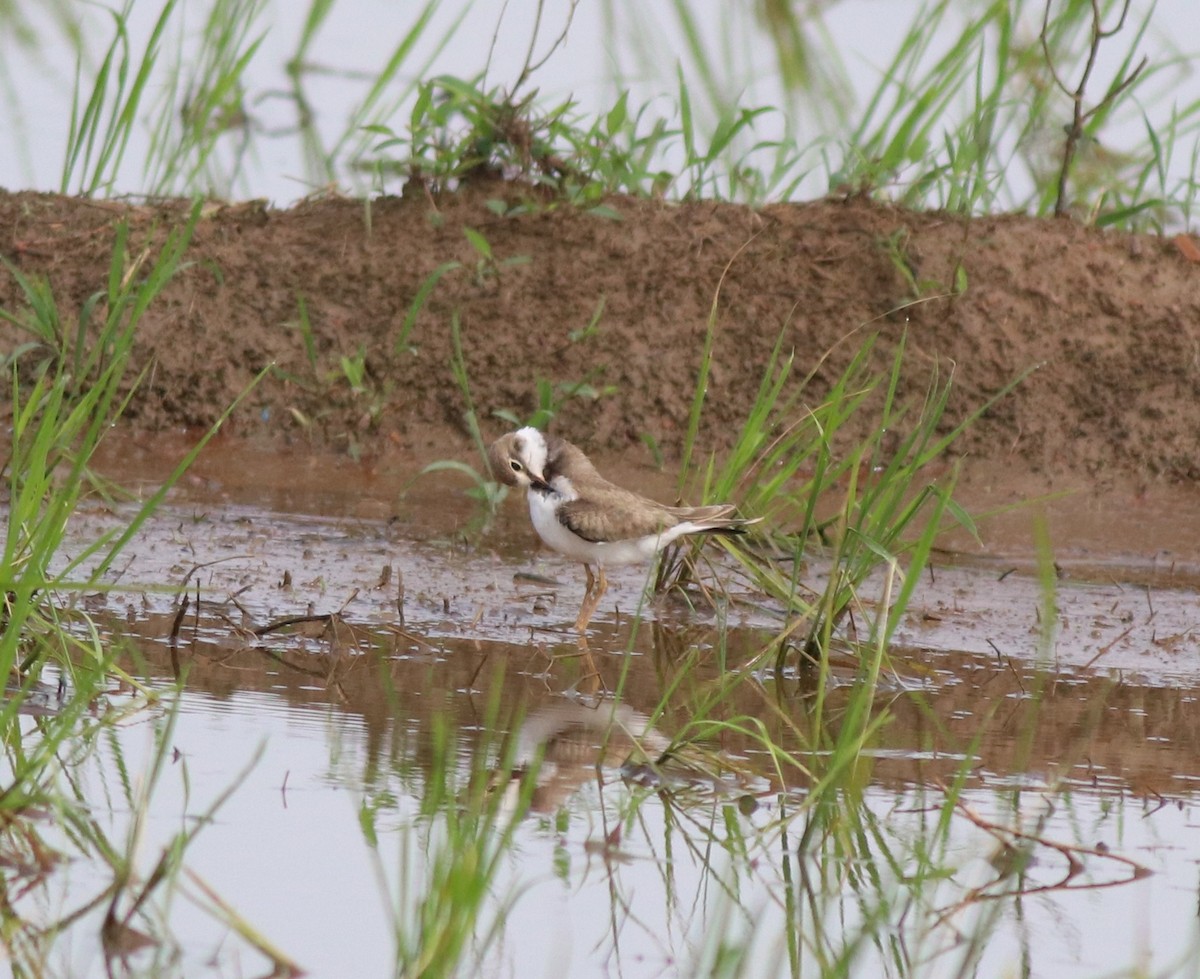 Little Ringed Plover - ML610060296