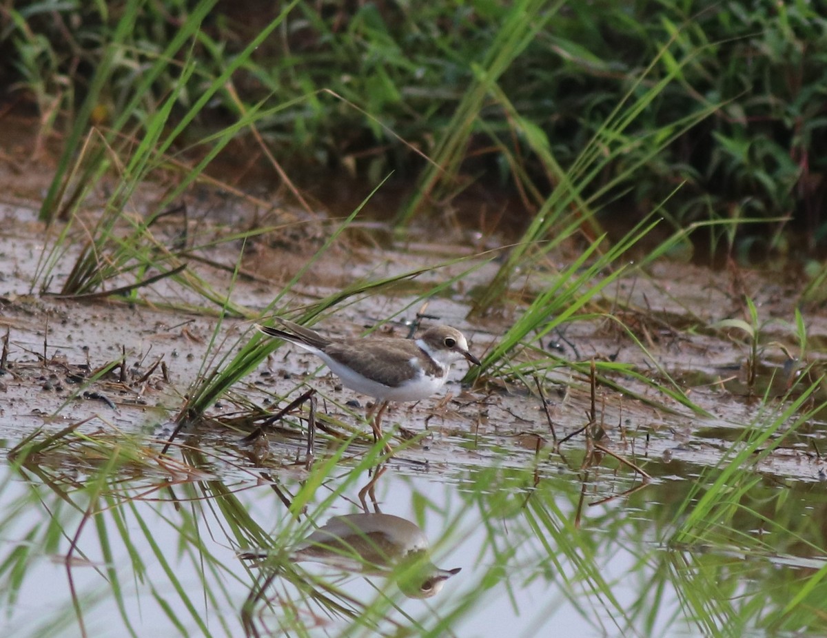 Little Ringed Plover - ML610060301